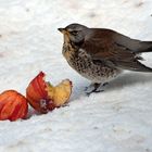 Apfelfest für Vögel 03