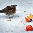 Apfelfest für Vögel 05