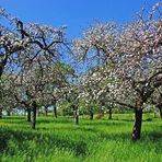 Apfelfrühling