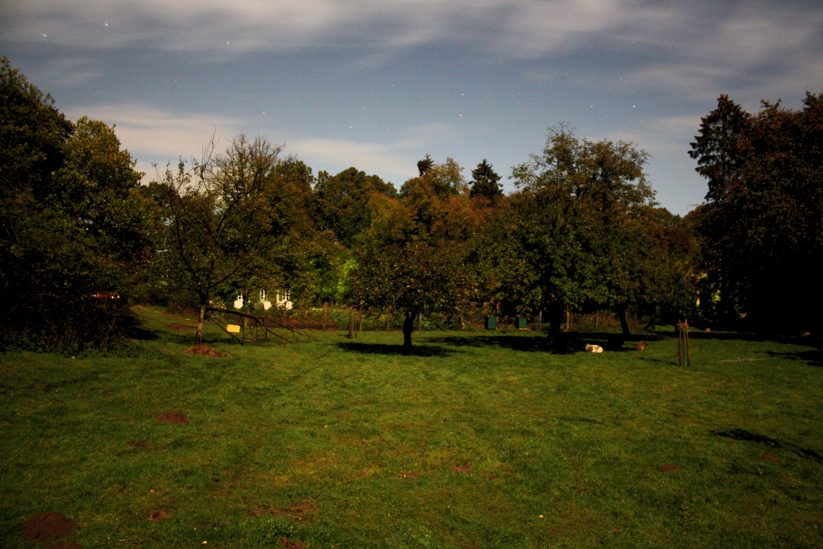 Apfelgarten bei Nacht