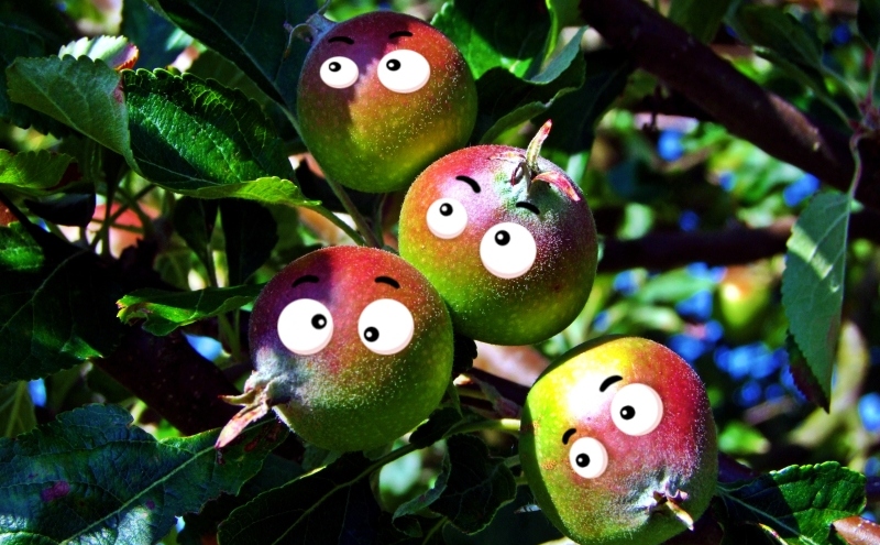 Apfelgesichter  -  Apple faces