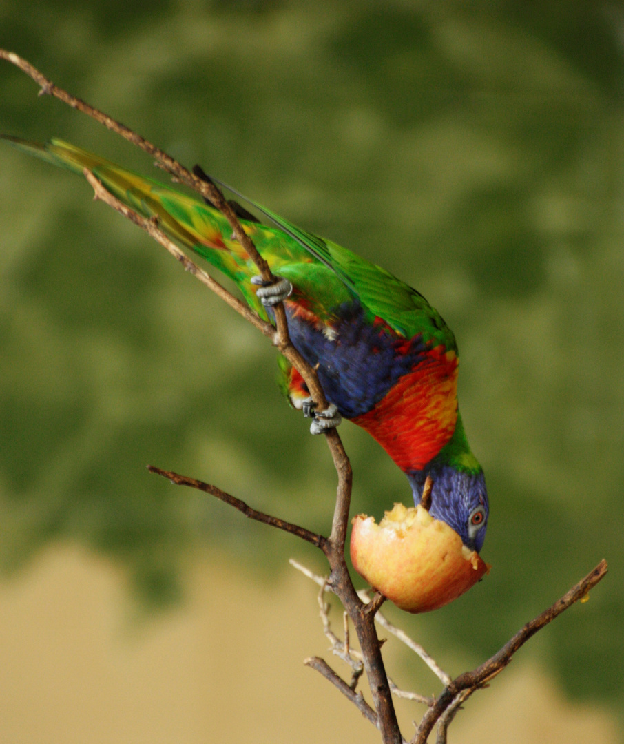 Apfelkompott Foto &amp; Bild | tiere, zoo, wildpark &amp; falknerei, vögel ...