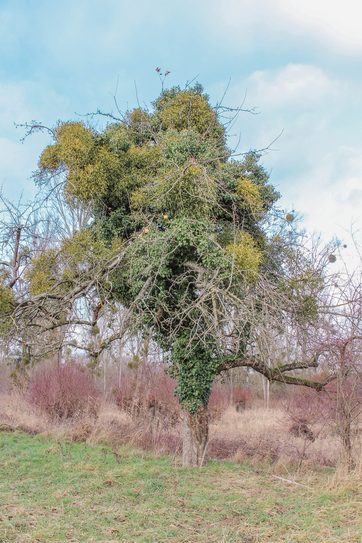 ApfelMistelEfeu Baum