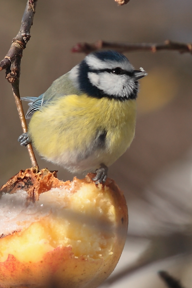 Apfelnascherei einer Blaumeise