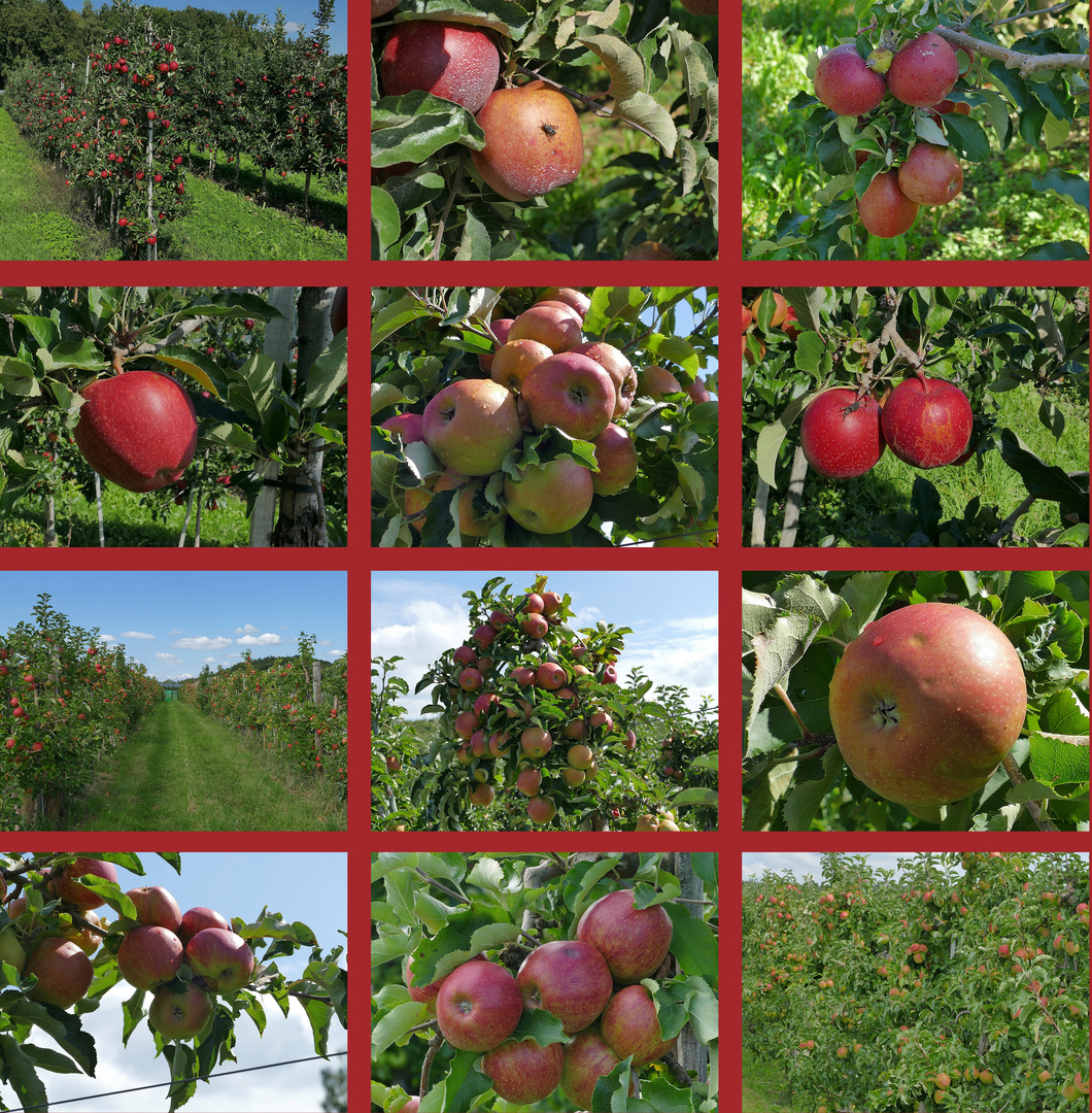 Apfelparadies am Bodensee - empfehle Vollbild