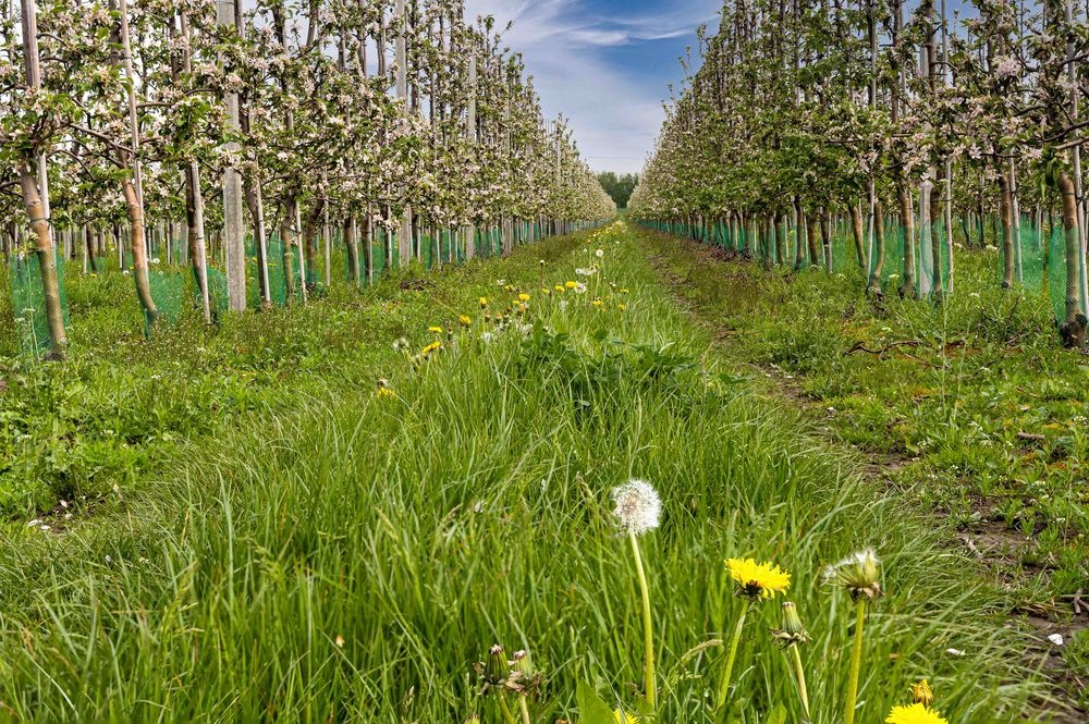 Apfelplantage hinter Löwenzahn