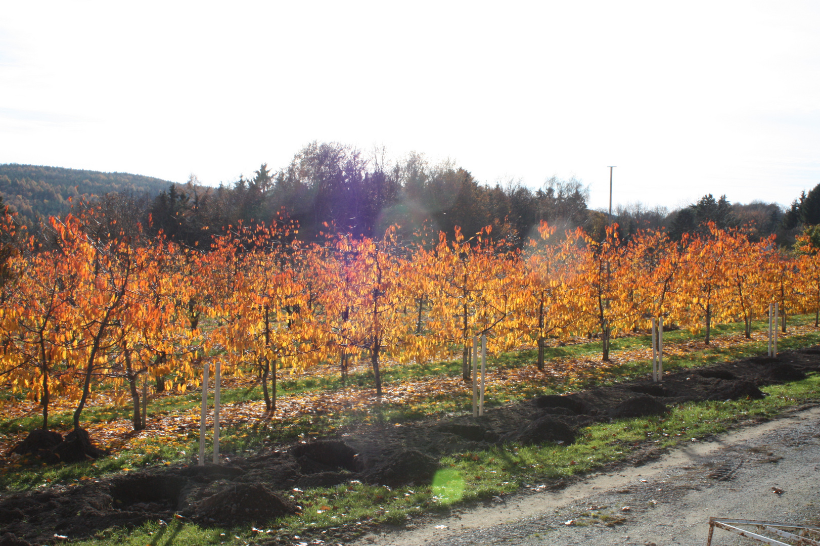 Apfelplantage im Herbstgewand
