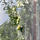 Apfelplantage im Quercy