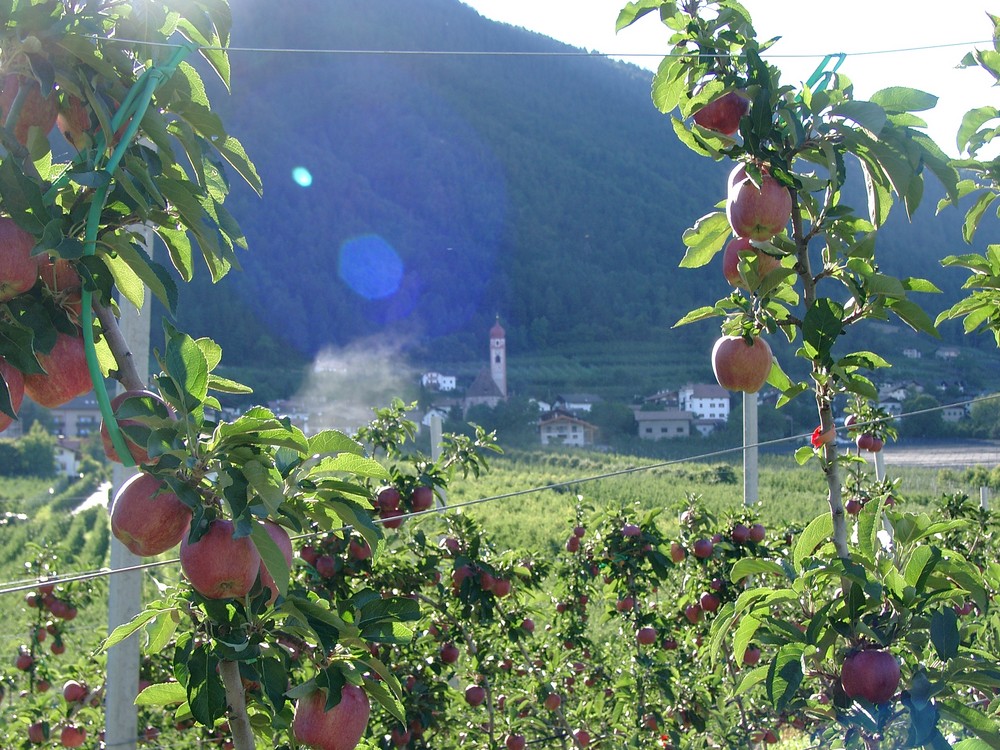 Apfelplantage in Südtirol