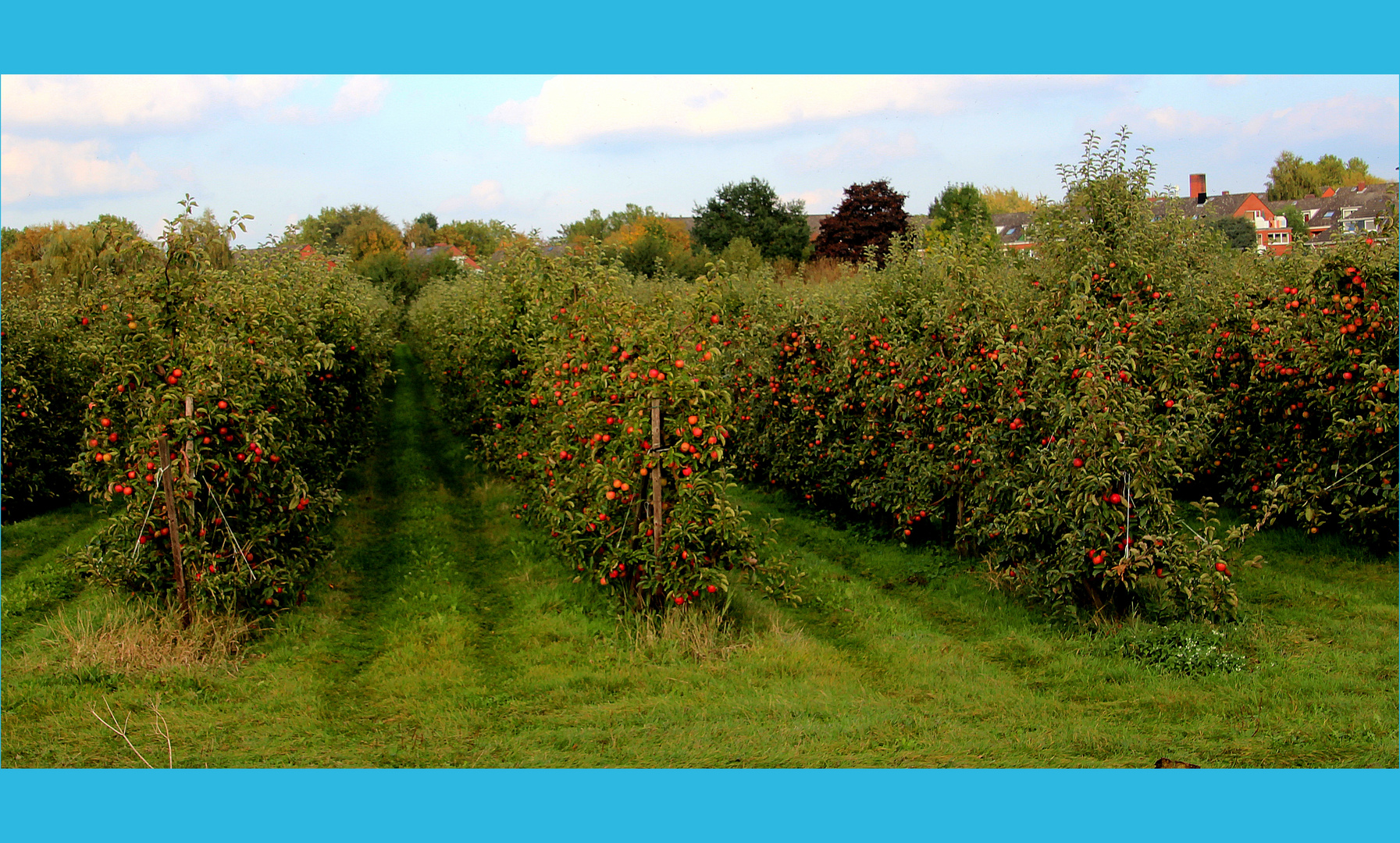 Apfelpracht im Alten Land