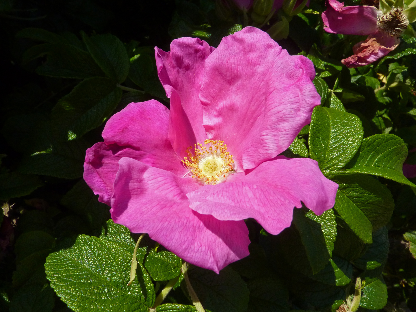 Apfelrose auf Hiddensee