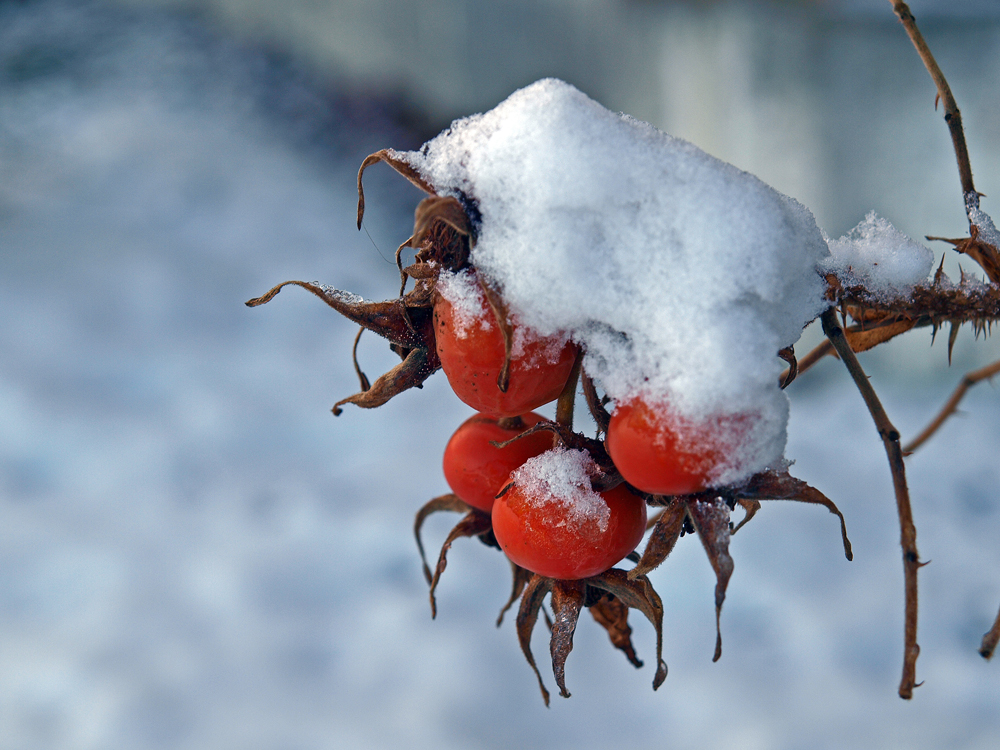 Apfelrose mit Schneehaube