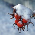 Apfelrose mit Schneehaube