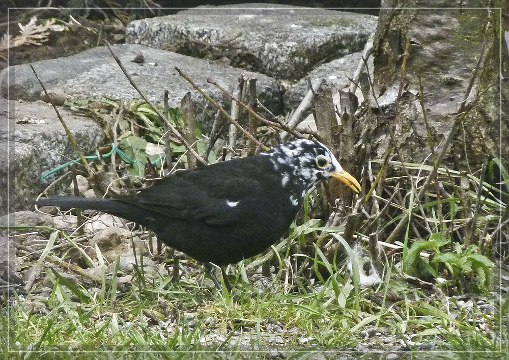 Apfelschimmelamsel