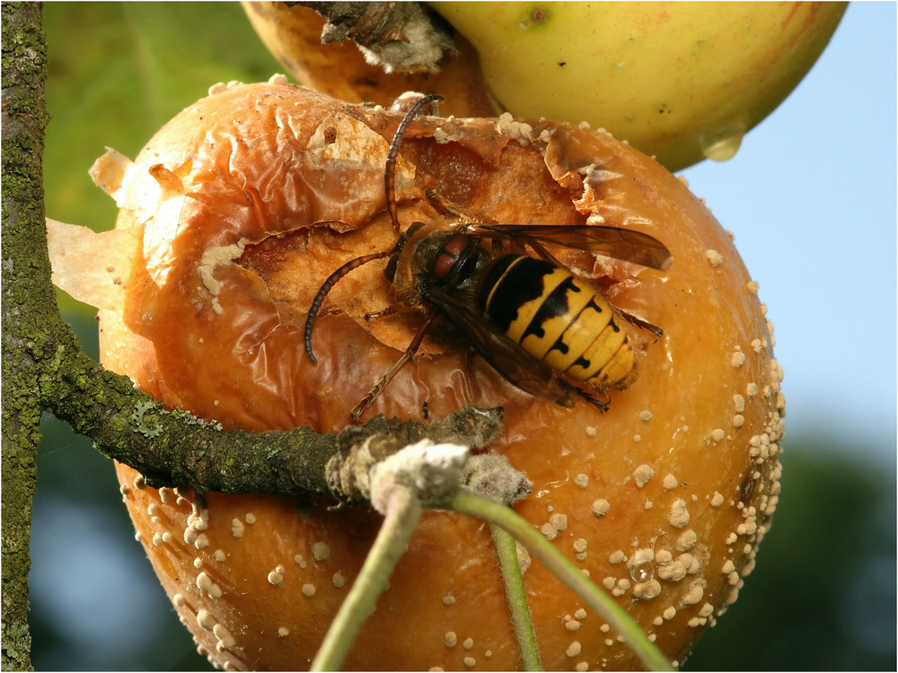 Apfelschnaps für den Drohn