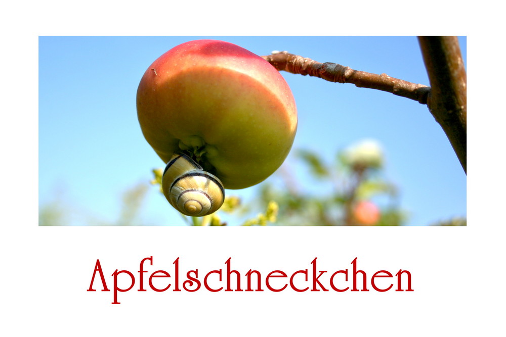 Apfelschneckchen