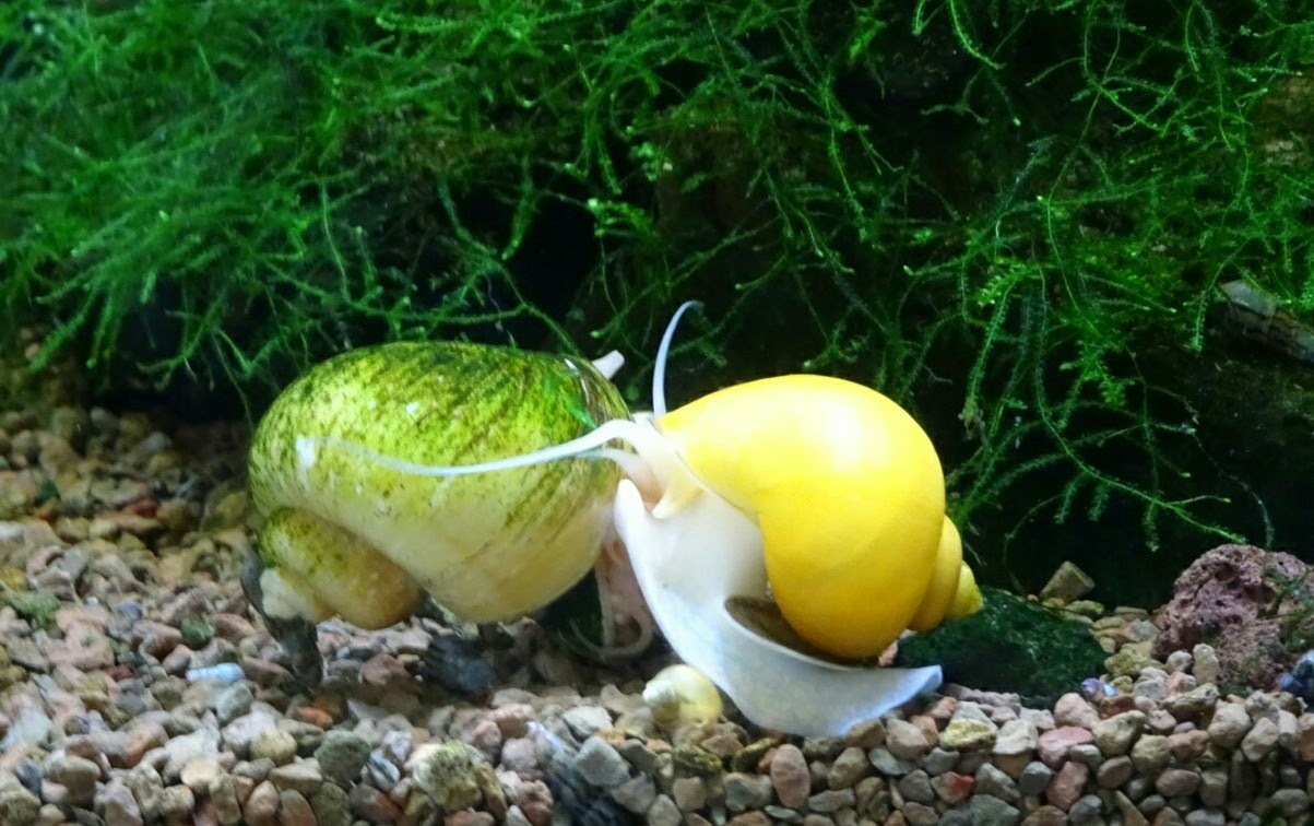 Apfelschnecke Foto & Bild tiere, zoo, wildpark & falknerei, natur