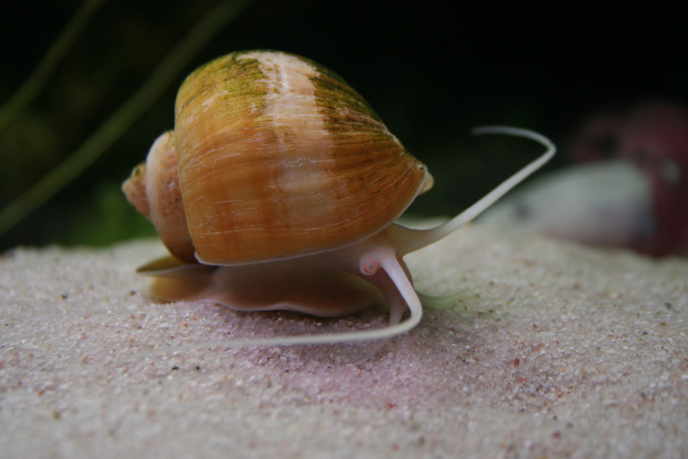 apfelschnecke