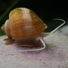 apfelschnecke