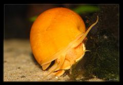 Apfelschnecke