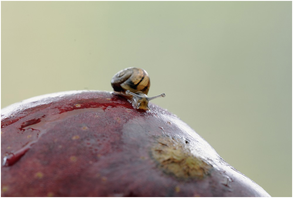 'Apfelschnecke'