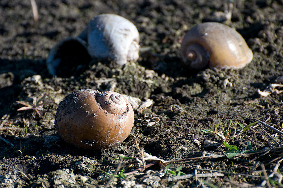Apfelschnecken Gehäuse Foto & Bild anhänge Bilder auf