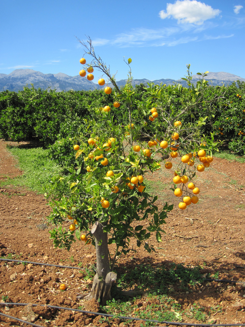 Apfelsinenbaum