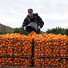 Apfelsinenernte in Andalusien