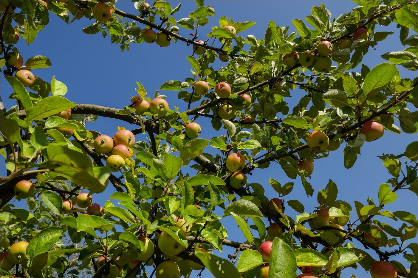 Apfelträumerei (1)