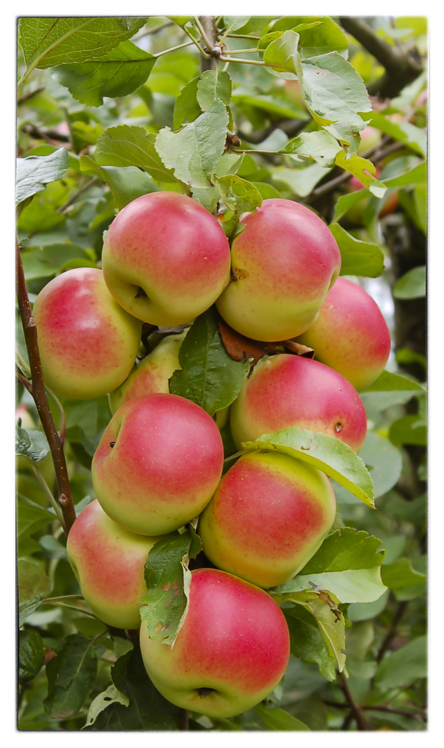 Apfeltraube