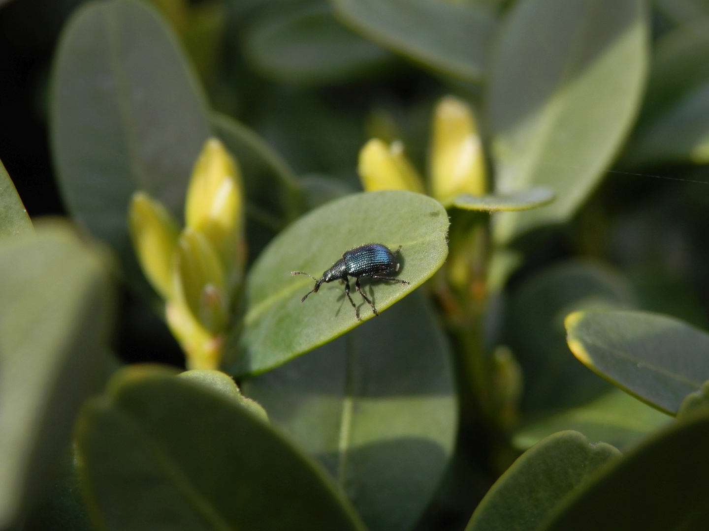 Apfeltriebstecher (Rhynchites caeruleus) auf Buchsbaum