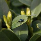 Apfeltriebstecher (Rhynchites caeruleus) auf Buchsbaum