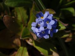 Apfeltriebstecher (Rhynchites caeruleus) auf Vergissmeinnicht