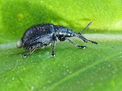 Apfeltriebstecher (Rhynchites caeruleus) - ein stahlblauer, behaarter Geselle