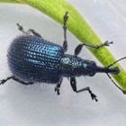 Apfeltriebstecher (Rhynchites caeruleus) - ein stahlblauer, behaarter Geselle