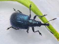 Apfeltriebstecher (Rhynchites caeruleus) - ein stahlblauer, behaarter Geselle