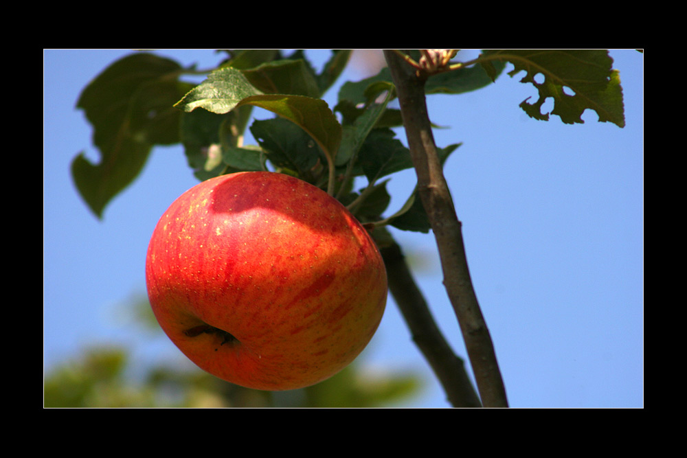 Apfelwein Rohling