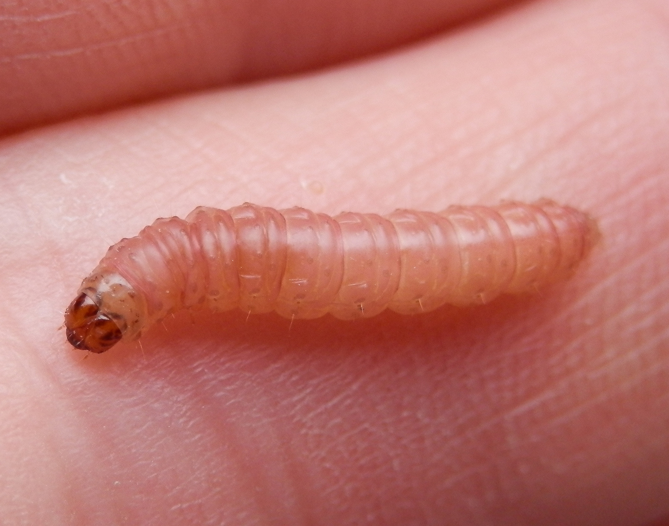 Apfelwickler-Larve - Der Wurm im Apfel