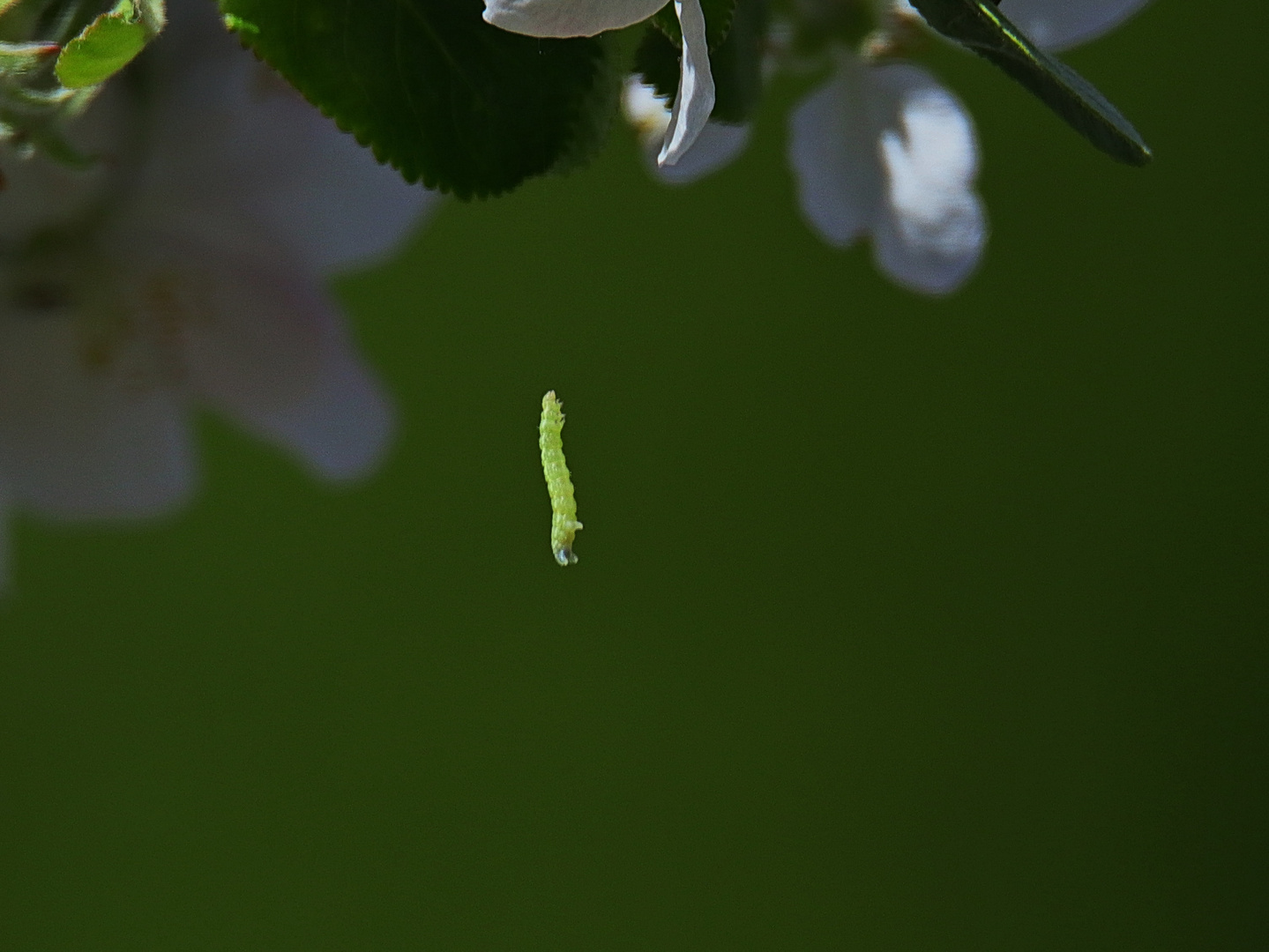 Apfelwickler Raupe