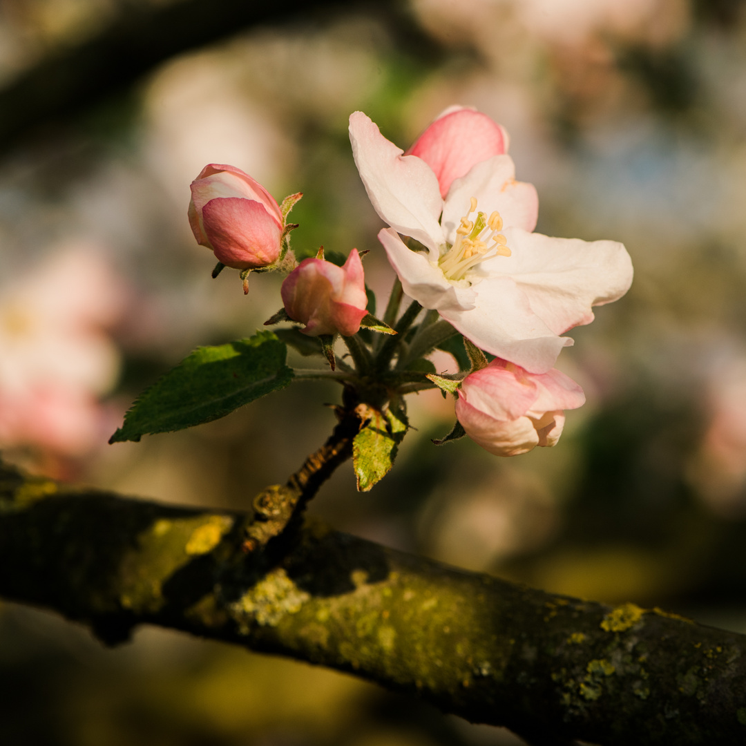 Apfleblüte in Bensheim 2019