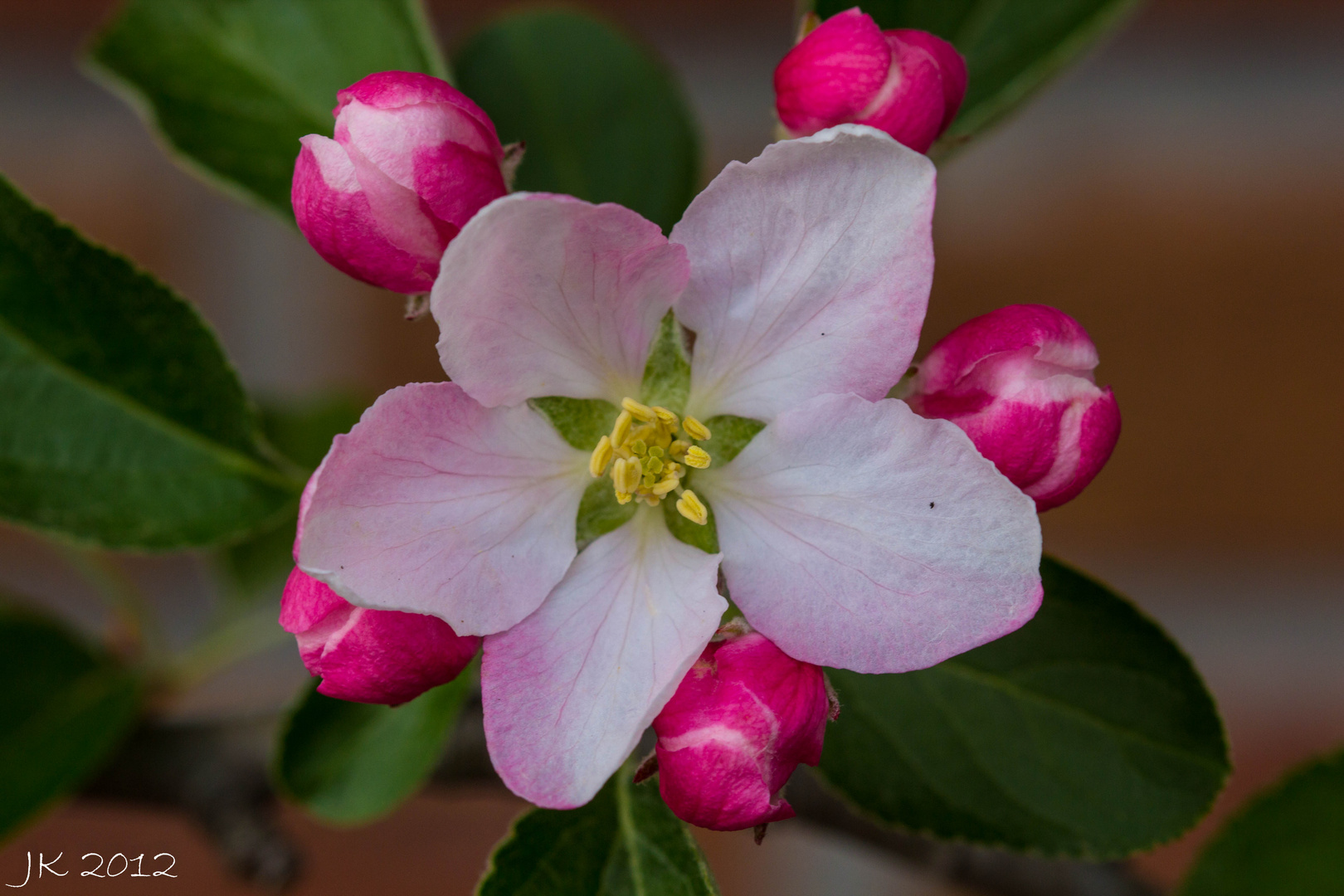 Apfleblüte mit Sateliten