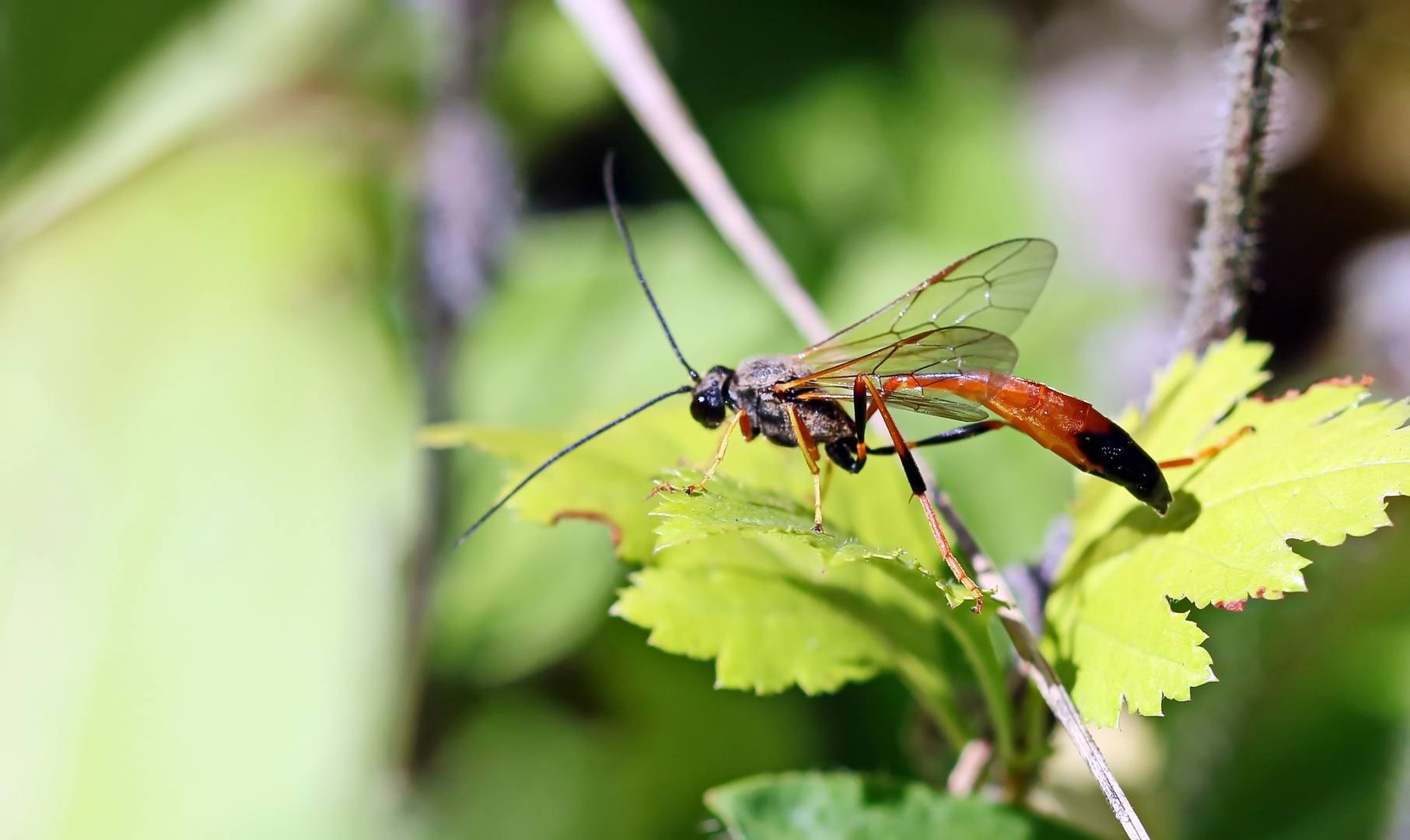 Aphanistes gliscens