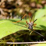 Aphanistes gliscens Nr.1