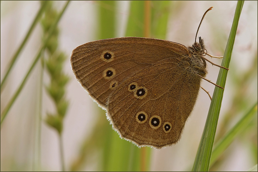 aphantopus hyperantus...