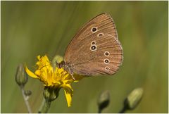 Aphantopus hyperantus