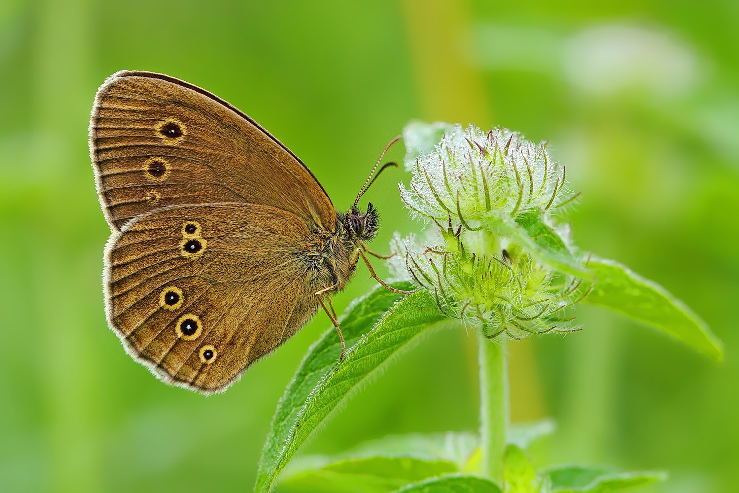 Aphantopus hyperantus