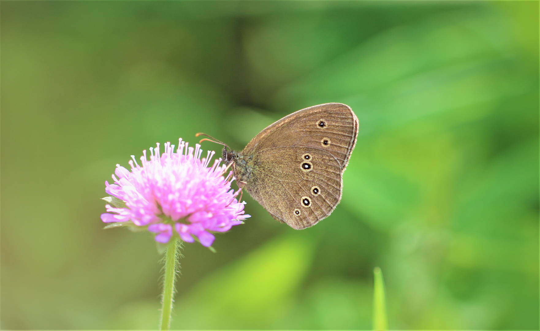 aphantopus hyperantus