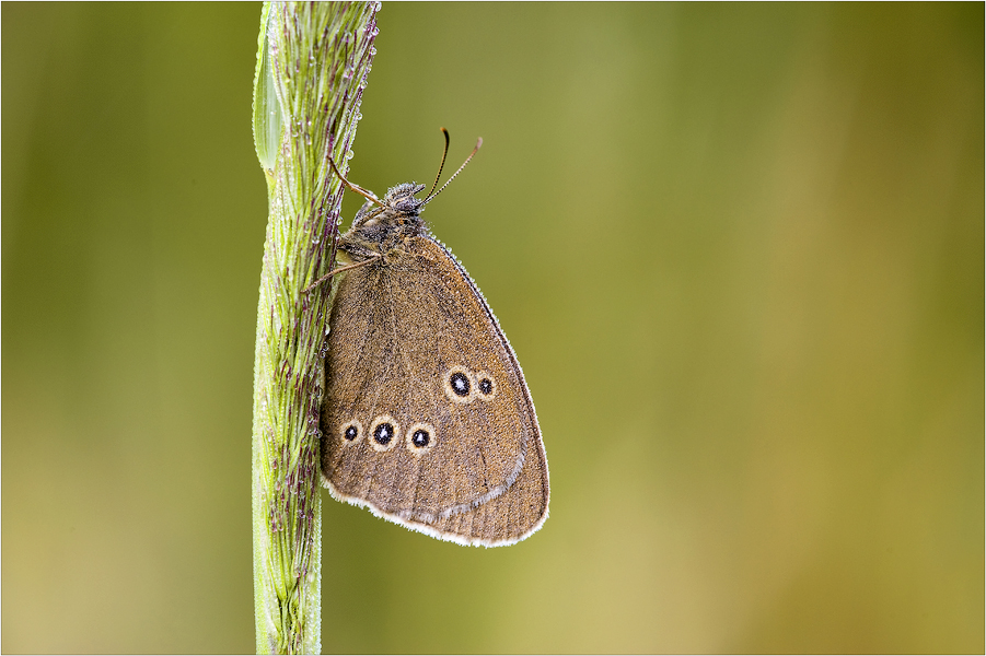 Aphantopus hyperantus