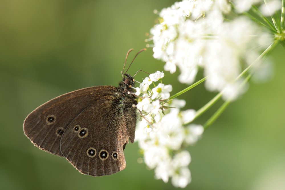 Aphantopus hyperantus - Brauner Waldvogel