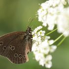 Aphantopus hyperantus - Brauner Waldvogel